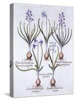 Varieties of Hyacinth with Bulb, from 'Hortus Eystettensis', by Basil Besler (1561-1629), Pub. 1613-German School-Stretched Canvas