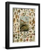 Varieties of Molluscs, Including Scallop, Clam, Conch, Snail, and Squid-null-Framed Premium Giclee Print