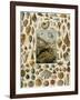 Varieties of Molluscs, Including Scallop, Clam, Conch, Snail, and Squid-null-Framed Giclee Print