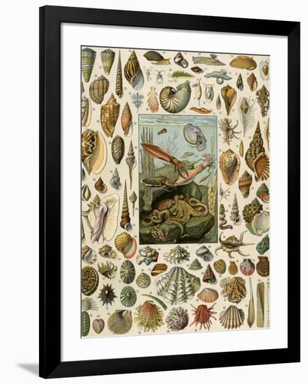 Varieties of Molluscs, Including Scallop, Clam, Conch, Snail, and Squid-null-Framed Giclee Print