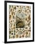 Varieties of Molluscs, Including Scallop, Clam, Conch, Snail, and Squid-null-Framed Giclee Print