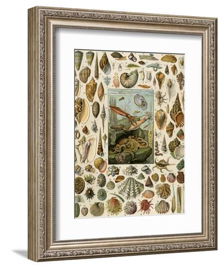 Varieties of Molluscs, Including Scallop, Clam, Conch, Snail, and Squid--Framed Giclee Print