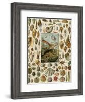 Varieties of Molluscs, Including Scallop, Clam, Conch, Snail, and Squid-null-Framed Giclee Print