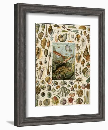 Varieties of Molluscs, Including Scallop, Clam, Conch, Snail, and Squid-null-Framed Giclee Print