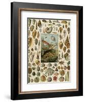 Varieties of Molluscs, Including Scallop, Clam, Conch, Snail, and Squid-null-Framed Giclee Print
