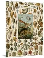 Varieties of Molluscs, Including Scallop, Clam, Conch, Snail, and Squid-null-Stretched Canvas