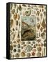 Varieties of Molluscs, Including Scallop, Clam, Conch, Snail, and Squid-null-Framed Stretched Canvas