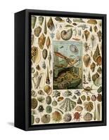 Varieties of Molluscs, Including Scallop, Clam, Conch, Snail, and Squid-null-Framed Stretched Canvas