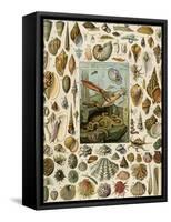 Varieties of Molluscs, Including Scallop, Clam, Conch, Snail, and Squid-null-Framed Stretched Canvas