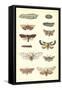 Varieties of Moth-null-Framed Stretched Canvas