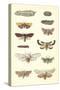 Varieties of Moth-null-Stretched Canvas