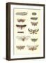 Varieties of Moth-null-Framed Art Print