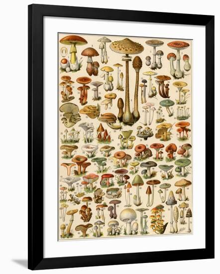 Varieties of Mushrooms-null-Framed Giclee Print