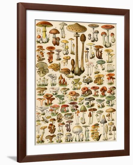 Varieties of Mushrooms-null-Framed Giclee Print