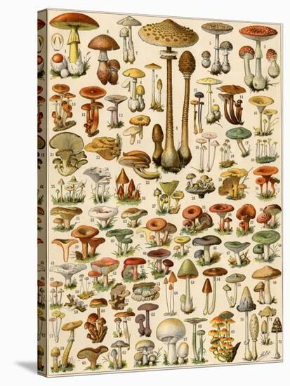 Varieties of Mushrooms-null-Stretched Canvas