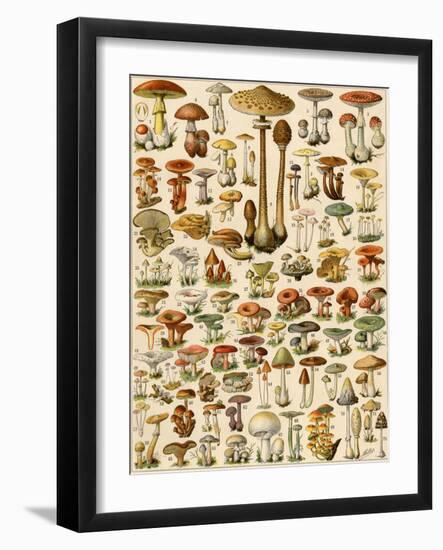 Varieties of Mushrooms-null-Framed Giclee Print