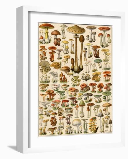 Varieties of Mushrooms-null-Framed Giclee Print
