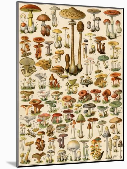 Varieties of Mushrooms-null-Mounted Giclee Print