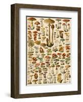 Varieties of Mushrooms-null-Framed Giclee Print