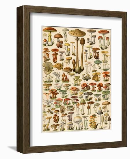 Varieties of Mushrooms-null-Framed Giclee Print