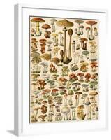 Varieties of Mushrooms-null-Framed Giclee Print