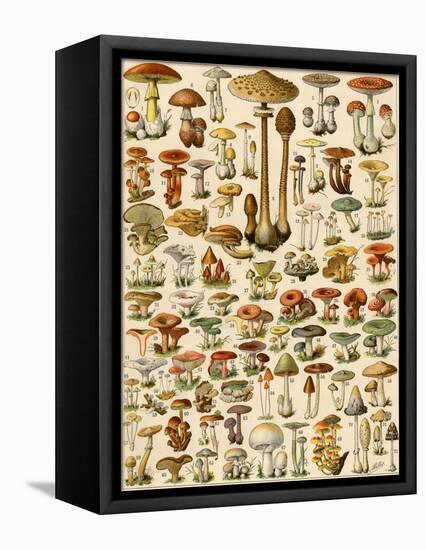 Varieties of Mushrooms-null-Framed Stretched Canvas