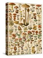 Varieties of Mushrooms-null-Stretched Canvas