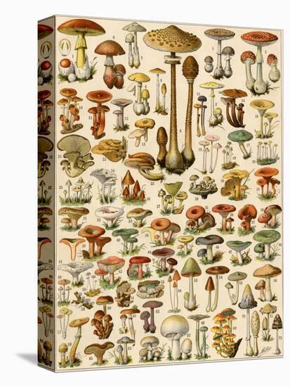 Varieties of Mushrooms-null-Stretched Canvas