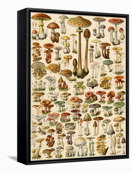 Varieties of Mushrooms-null-Framed Stretched Canvas