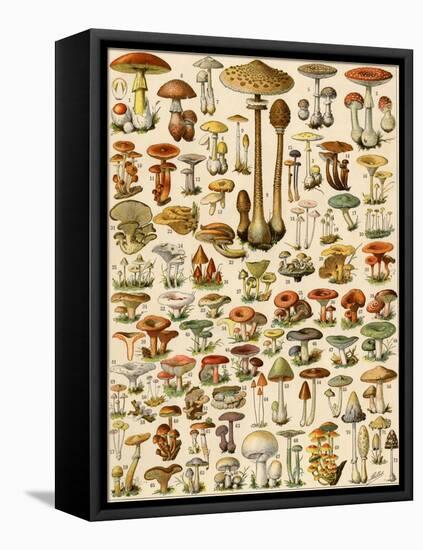 Varieties of Mushrooms-null-Framed Stretched Canvas