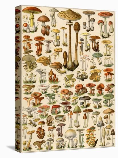 Varieties of Mushrooms-null-Stretched Canvas