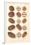 Varieties of Pecan and Walnut-null-Framed Art Print