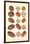 Varieties of Pecan and Walnut-null-Framed Art Print