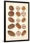 Varieties of Pecan and Walnut-null-Framed Art Print