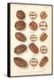 Varieties of Pecan and Walnut-null-Framed Stretched Canvas