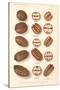 Varieties of Pecan and Walnut-null-Stretched Canvas