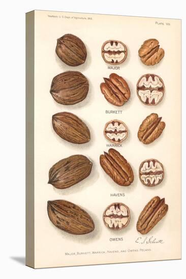 Varieties of Pecan and Walnut-null-Stretched Canvas