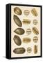 Varieties of Pecans-null-Framed Stretched Canvas