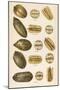 Varieties of Pecans-null-Mounted Art Print