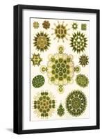 Varieties of Pediastrum from 'Kunstformen Der Natur', 1899-Ernst Haeckel-Framed Giclee Print