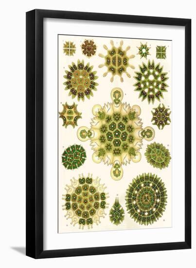 Varieties of Pediastrum from 'Kunstformen Der Natur', 1899-Ernst Haeckel-Framed Giclee Print