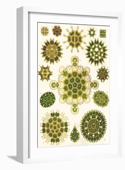 Varieties of Pediastrum from 'Kunstformen Der Natur', 1899-Ernst Haeckel-Framed Giclee Print