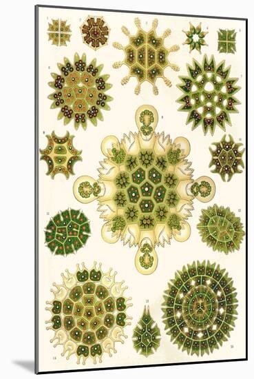 Varieties of Pediastrum from 'Kunstformen Der Natur', 1899-Ernst Haeckel-Mounted Giclee Print