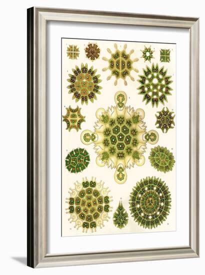 Varieties of Pediastrum from 'Kunstformen Der Natur', 1899-Ernst Haeckel-Framed Giclee Print