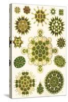 Varieties of Pediastrum from 'Kunstformen Der Natur', 1899-Ernst Haeckel-Stretched Canvas