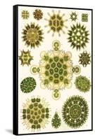 Varieties of Pediastrum from 'Kunstformen Der Natur', 1899-Ernst Haeckel-Framed Stretched Canvas