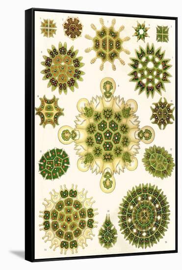 Varieties of Pediastrum from 'Kunstformen Der Natur', 1899-Ernst Haeckel-Framed Stretched Canvas