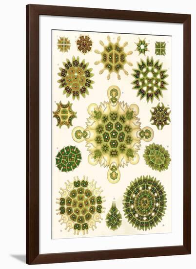 Varieties of Pediastrum from 'Kunstformen Der Natur', 1899-Ernst Haeckel-Framed Giclee Print