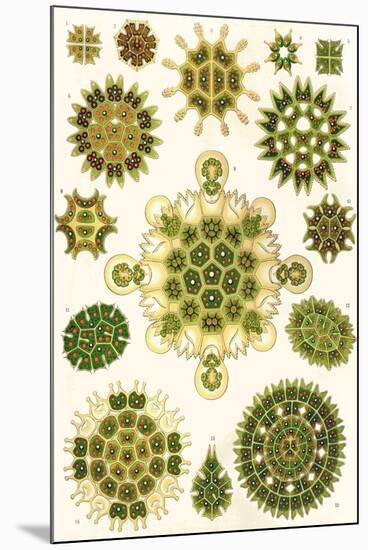 Varieties of Pediastrum from 'Kunstformen Der Natur', 1899-Ernst Haeckel-Mounted Giclee Print