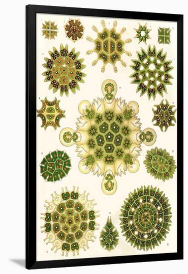 Varieties of Pediastrum from 'Kunstformen Der Natur', 1899-Ernst Haeckel-Framed Giclee Print